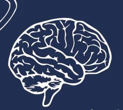 Brain, drawn in white line on navy, from the back print