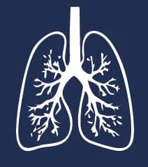 Lungs, drawn in white line on navy, from the back print